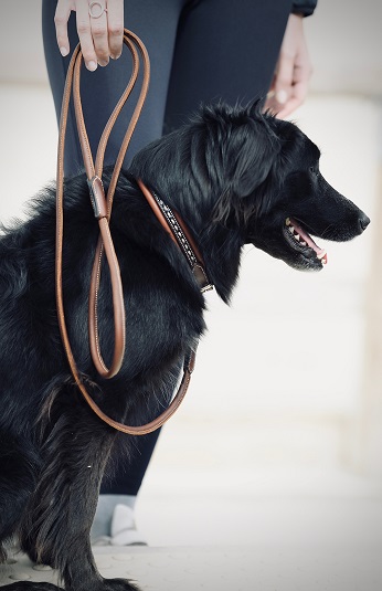leather dog leash