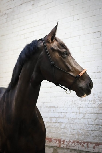 american rope halter