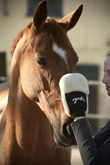 grooming glove