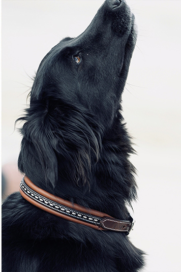 collier pour chien